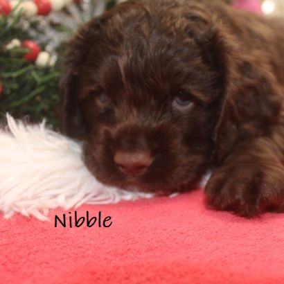 puppy, for, sale, Cocker Spaniel, Joe & Cherri  Overlease, dog, breeder, Miller, MO, dog-breeder, puppy-for-sale, forsale, nearby, find, puppyfind, locator, puppylocator, aca